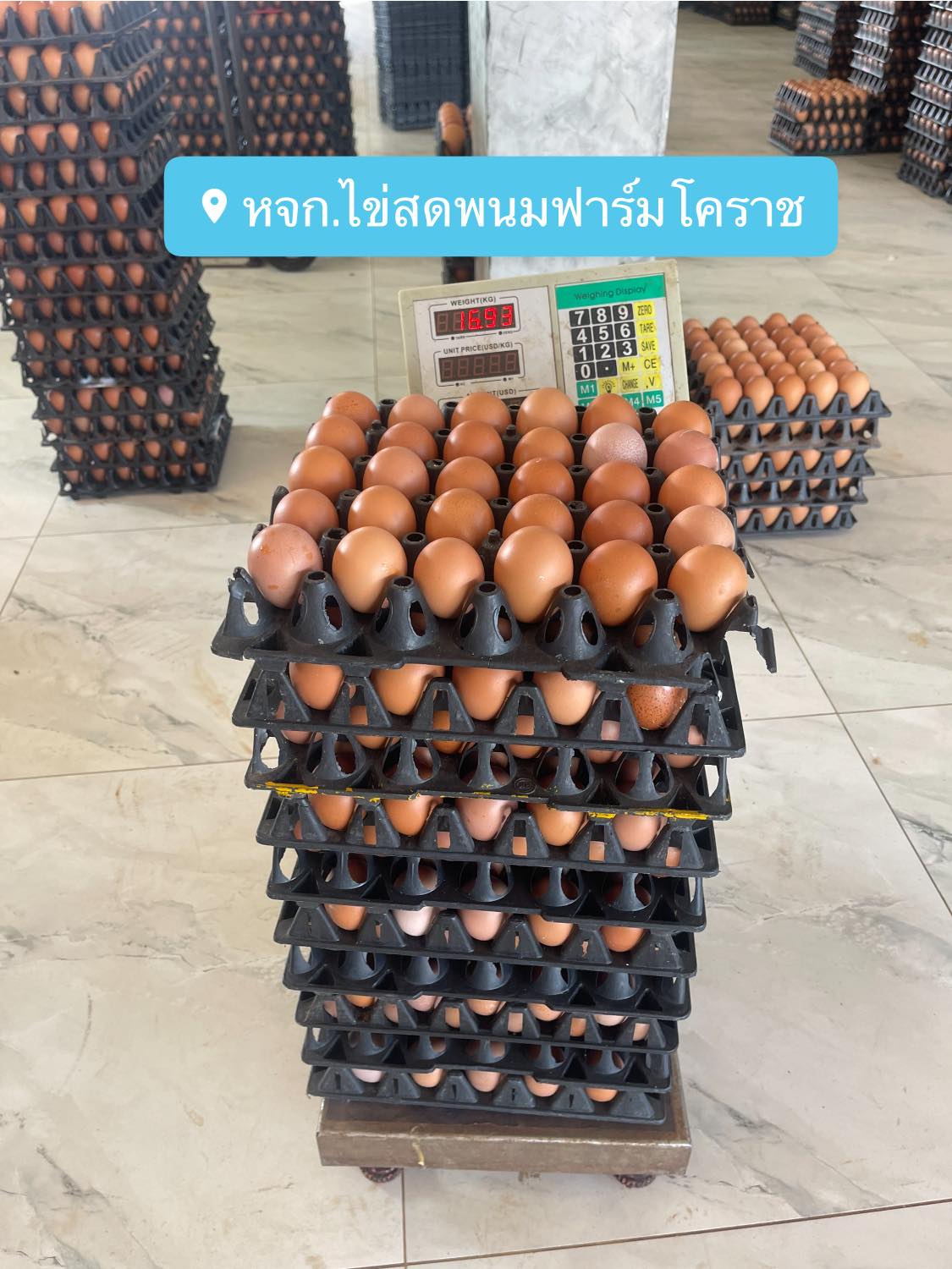 Weighing eggs on scale at the farm