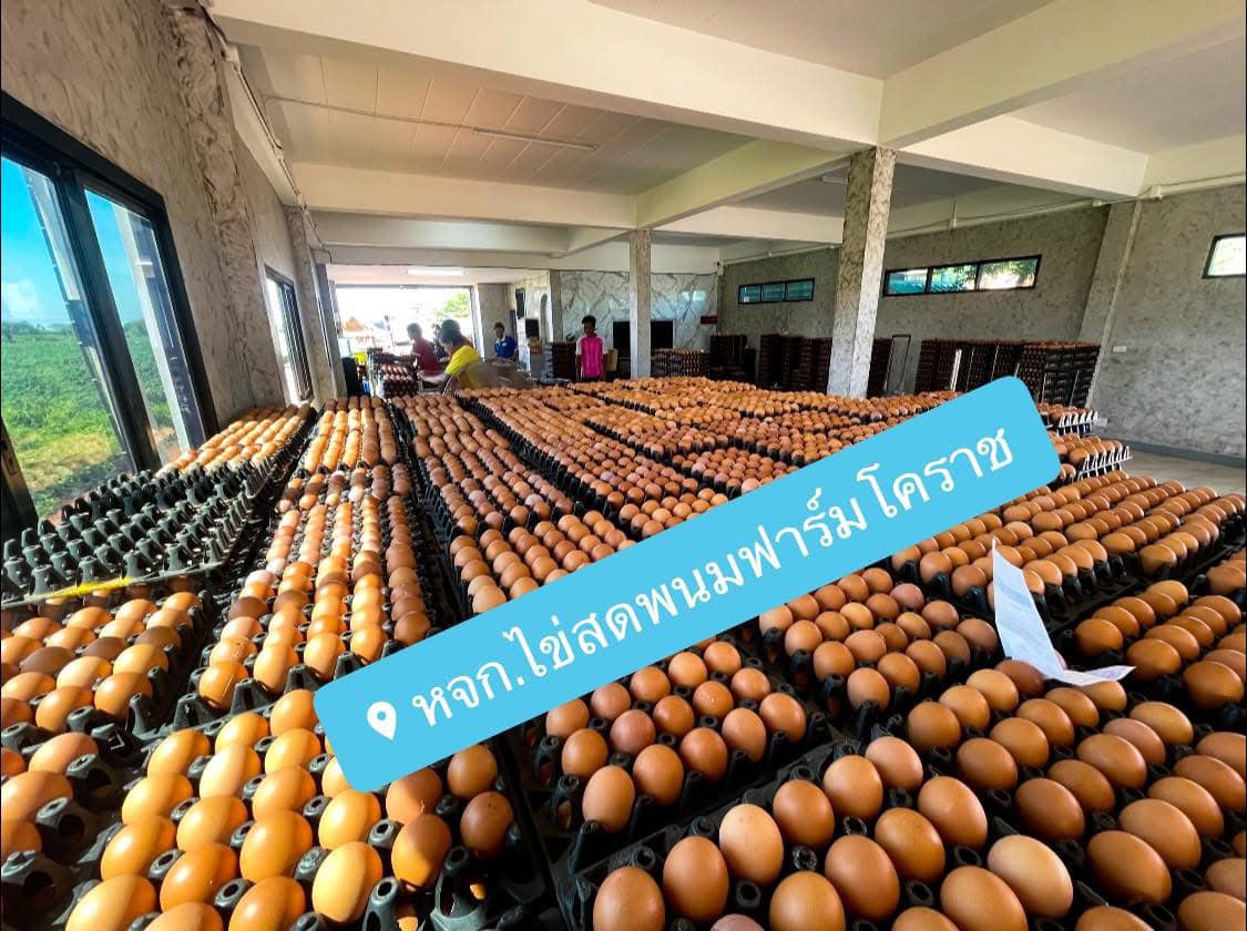 Egg warehouse with workers sorting trays